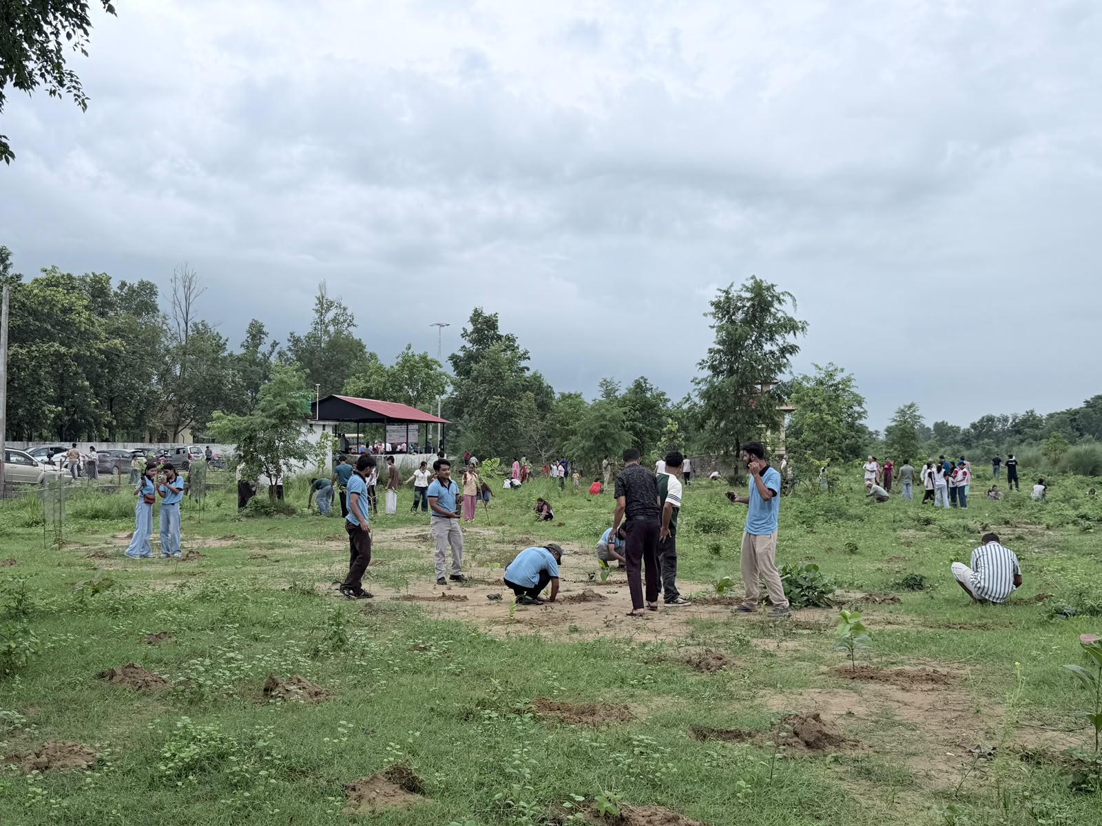 Mega Tree Plantation Program