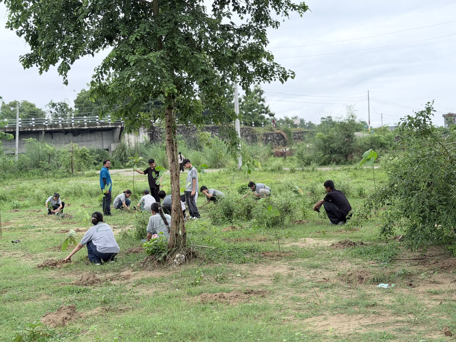 Mega Tree Plantation Program
