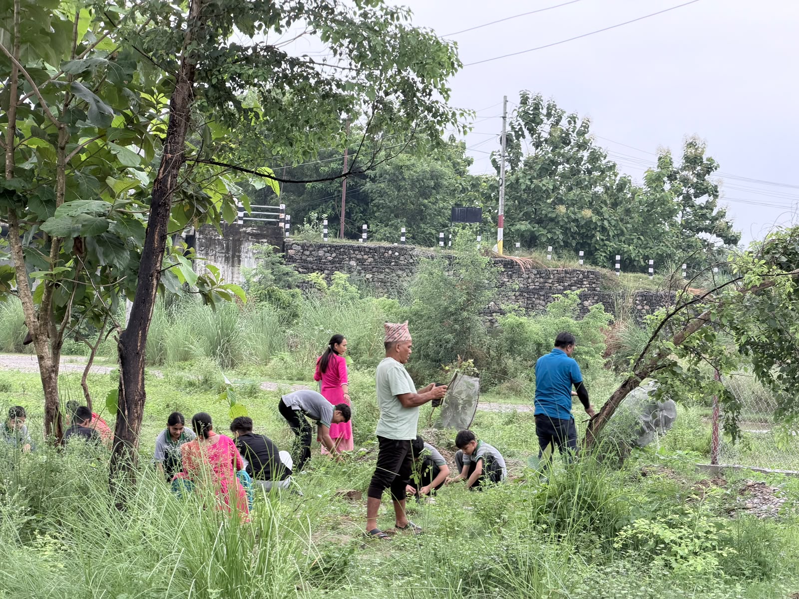 Mega Tree Plantation Program